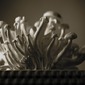 Hen of the Woods