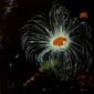 jellyfish IV