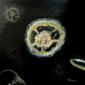 jellyfish V
