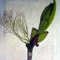 Anne Russell