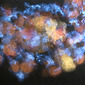 Light 13