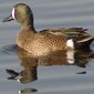 Blue-winged Teal
