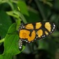 Thyridia Clearwing