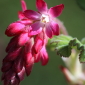 Red Flower
