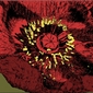 Poppy Red