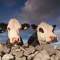Cows