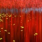 Red Reflection