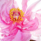 Essence of Flower
