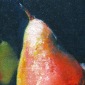 Pear Still Life