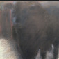 Bull