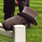 ascot fashion