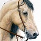 Western Pleasure