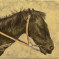 tired horse
