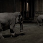 Animals in Town