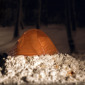 Camp Site