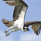Osprey flying from nesting platform