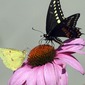 Sharing