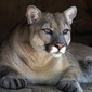 Mountain Lion