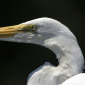 Great Egret closeup