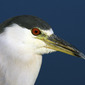 Black Crowned Night Heron