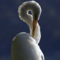 Great Egret preening itself at dawn