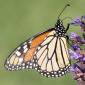 Monarch Butterfly feeding with wings folded