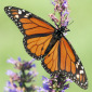 Monarch Butterfly feeding with wings spread