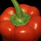 Still life of a Sweet Red Pepper