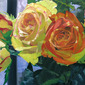 Studying the Roses