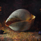 Still life with seashell