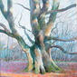 Beech