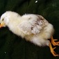 When Baby Chick was Alive