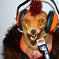 Foxy Roxy