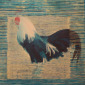 Blue rooster,she loves!
