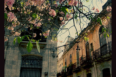 Collection Cuban magic; created by Warren Fox