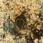 Black head