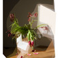 Nature Morte