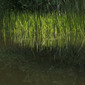 green story