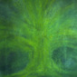 The Fig Tree Marion Harding