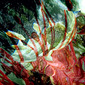 garden transitions 9