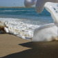 waves 1