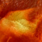 nature's heat