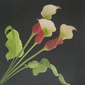 Mandy-jayne Ahlfors