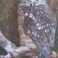 Ruru