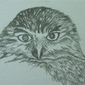 Ruru NZ Morepork