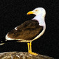 The Seagull 