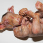 Pig Baby