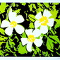 Flowers by me