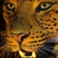 Big Cat