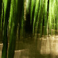 Wood of Dreams III